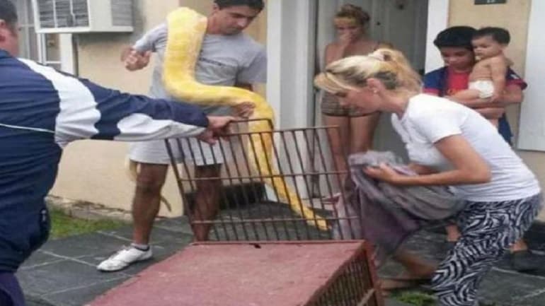 Insólito: una familia tenía de «mascota» a una pitón de 3,5 metros y 30 kilos