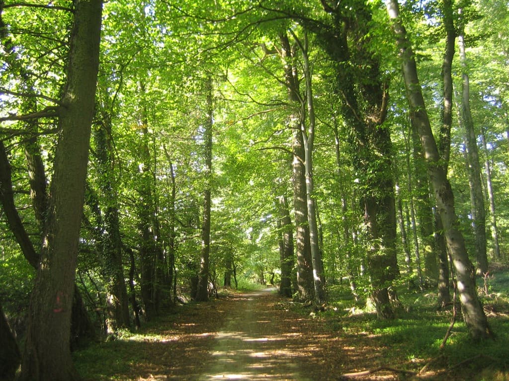 El gobierno bonaerense aprobó la reglamentación de la ley de Bosques Nativos