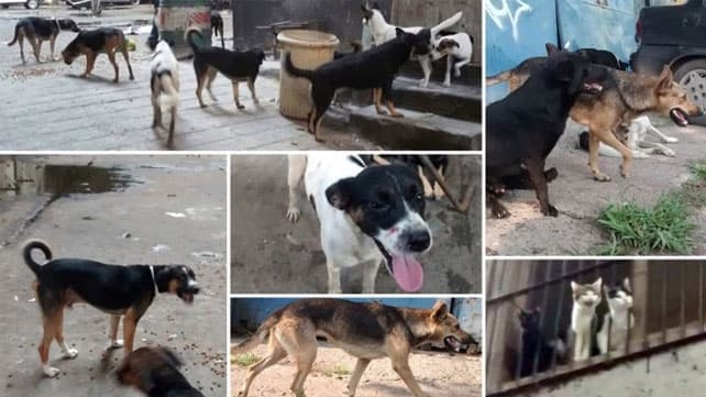 Perros y gatos quedaron en la calle tras desalojo: piden que los adopten