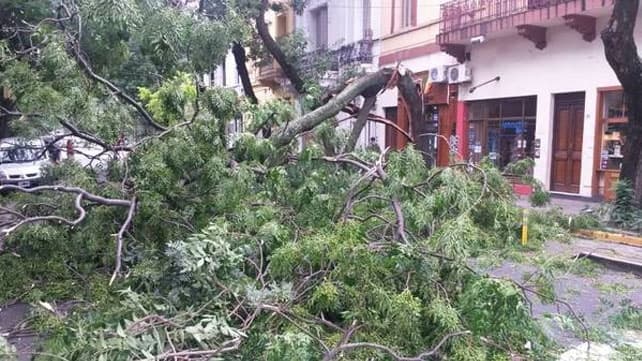 Anegamientos y árboles caídos en distintos barrios de la Ciudad por la tormenta