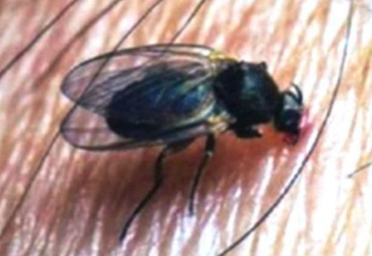 Una mosca mordedora, casi invisible, que trastorna a los turistas
