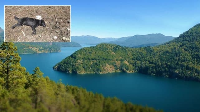 Alerta en San Martín de los Andes por la aparición de perros muertos junto al lago