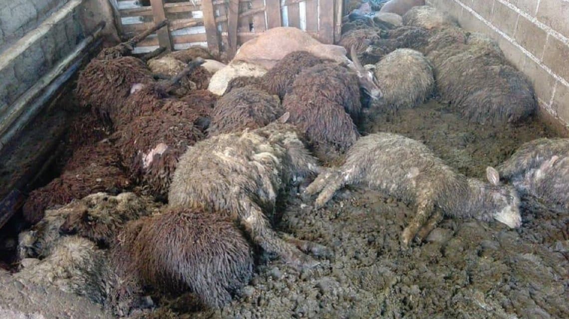 Salvaje matanza de animales: una jauría descuartizó dos rebaños de ovejas y cabras