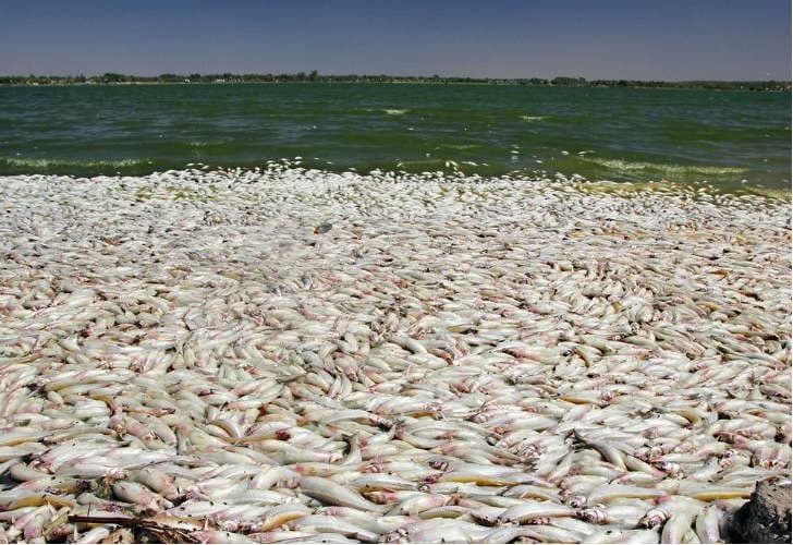 Aparecieron miles de peces muertos en La Pampa