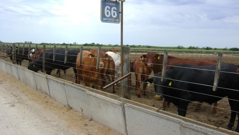 Se duplicaron las exportaciones de la carne de feedlot a la Unión Europea