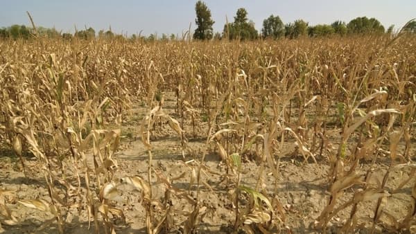 La sequía avanza y ya afecta al 80% de la región núcleo