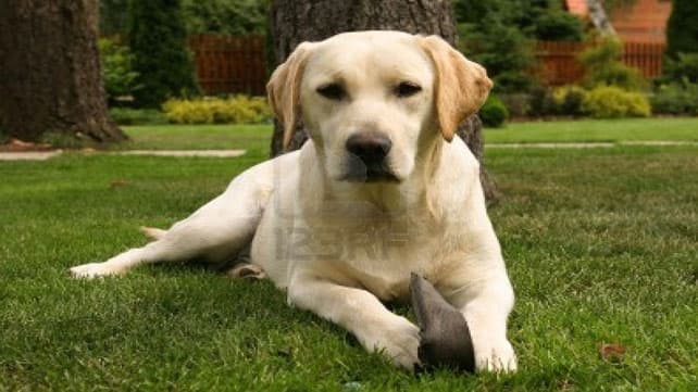 Motorola lanzó un smartphone exclusivo para perros