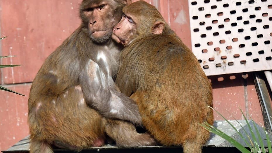 En India murió un bebé después de que se lo llevara un mono