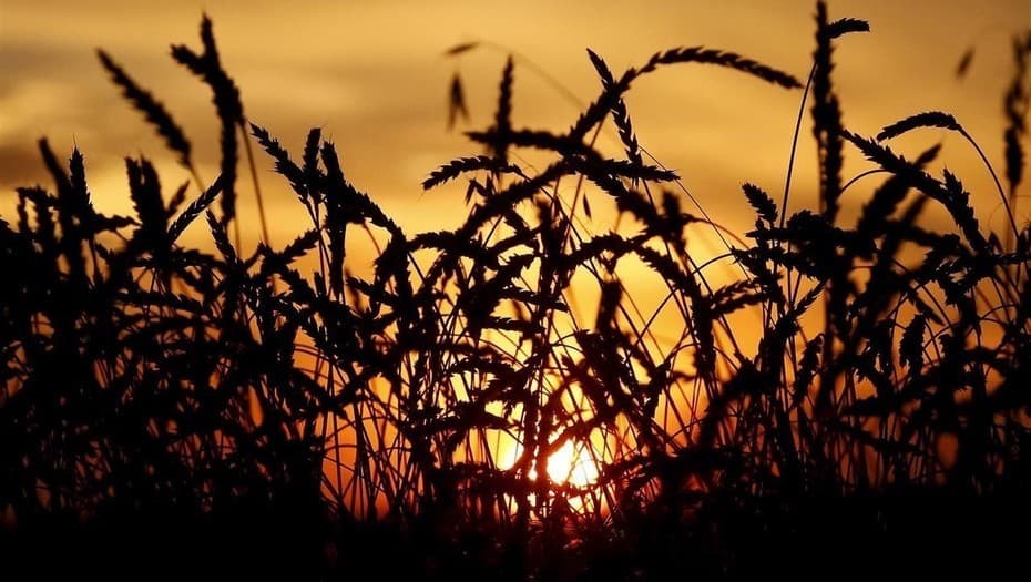 El agro ruso recupera peso estratégico a nivel mundial