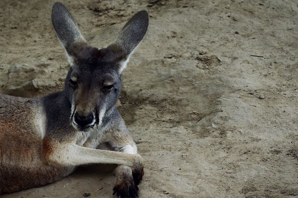 China: visitantes de un Zoo matan a piedrazos a un canguro