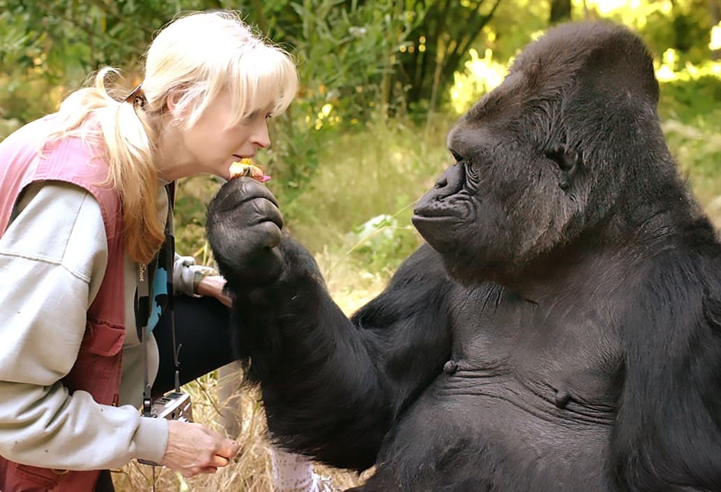 Murió Koko, la famosa gorila que hablaba con los humanos