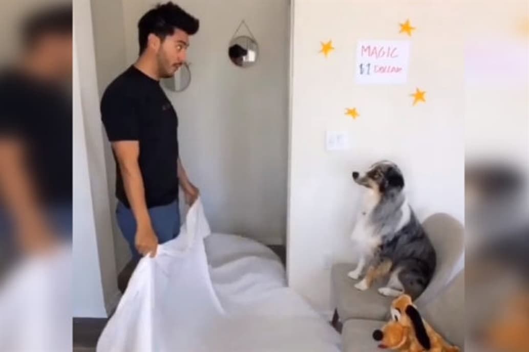 #WhatTheFluffChallenge: nuevo desafío de perros que es furor en las redes sociales