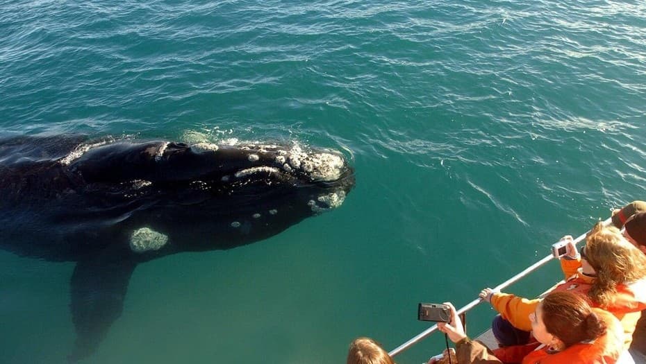 Sorpresa en Península Valdés por la llegada récord de ballenas