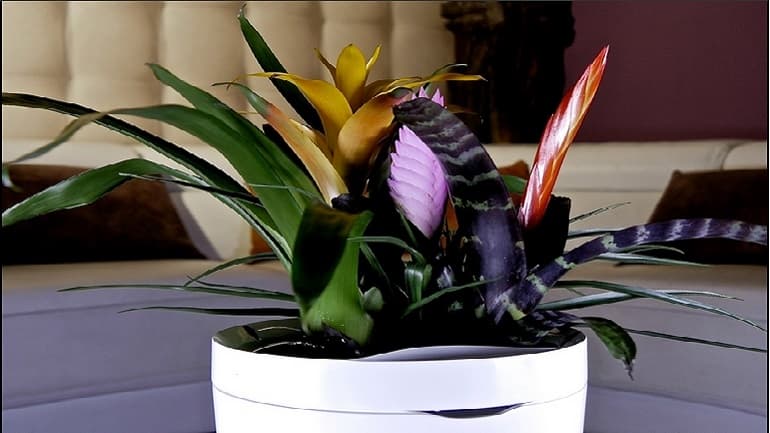 Las nuevas macetas inteligentes riegan solas a las plantas