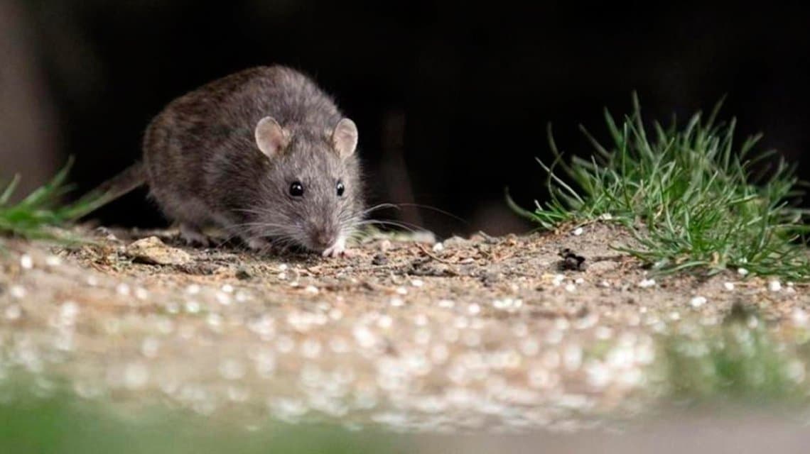 Chubut: murieron 3 personas por el hantavirus y ya son 9 las víctimas fatales