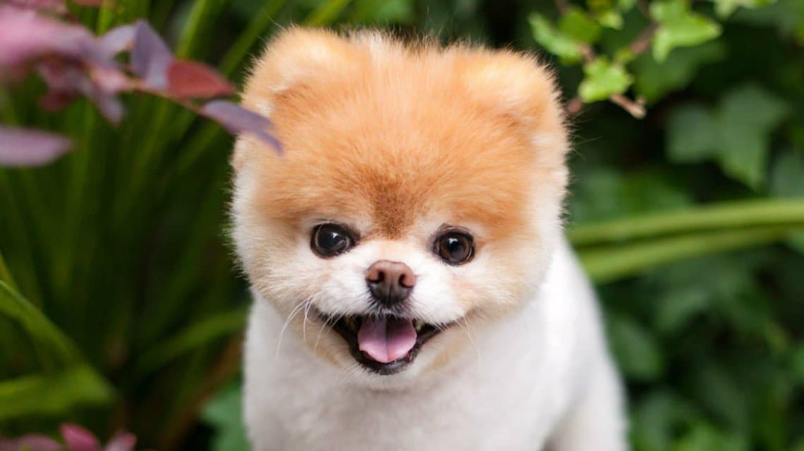 Dolor en las redes: murió Boo, el perro más famoso de Instagram
