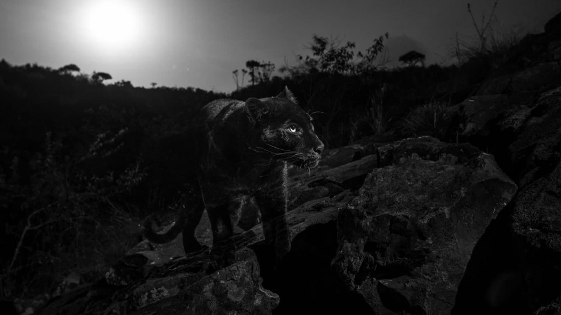 Lograron retratar al mítico leopardo negro en África por primera vez en un siglo