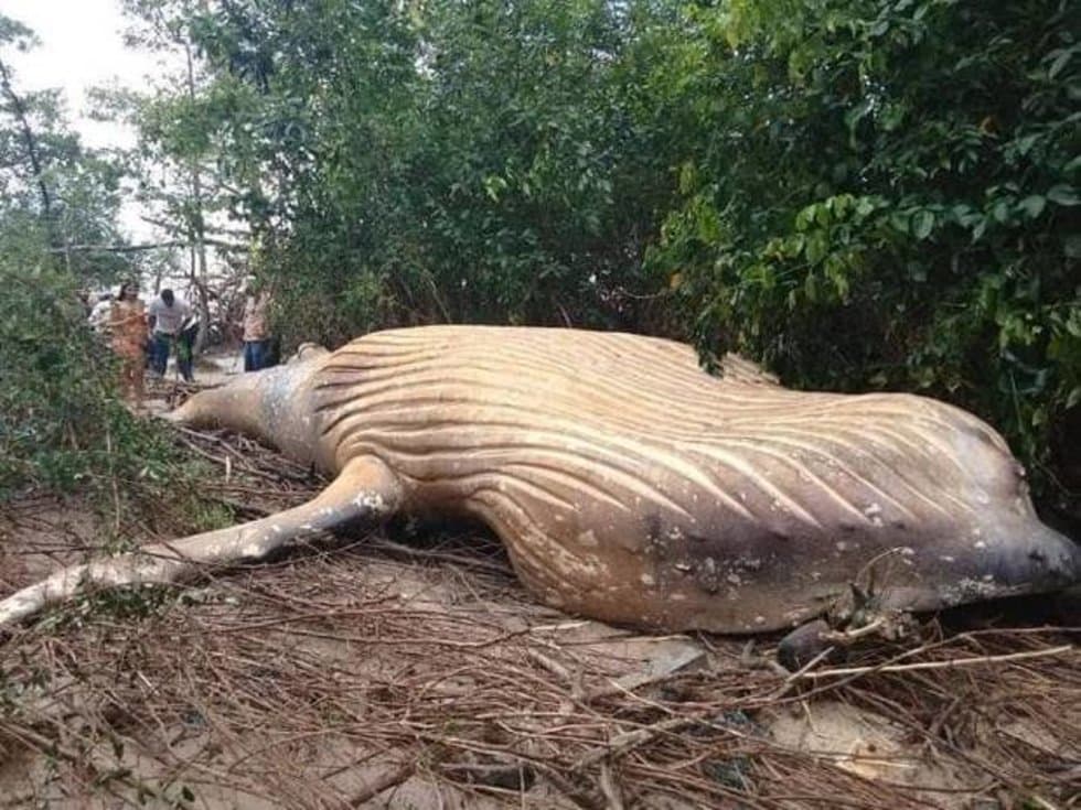 Una ballena jorobada encalla en el Amazonas, ante confusión de los biólogos