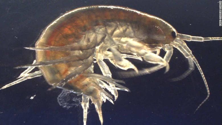 Científicos encuentran cocaína en camarones del Reino Unido