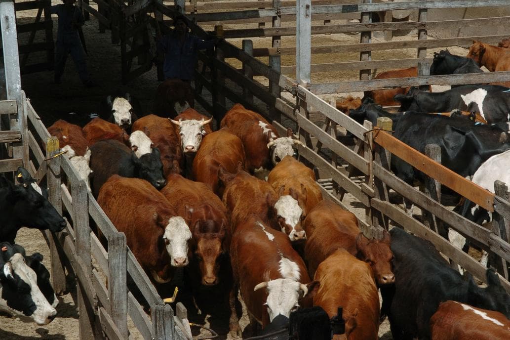 En el Mercado de Liniers hubo bajas para los precios de los novillos y subas para las vacas
