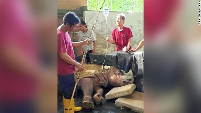 Muere el último rinoceronte macho de Sumatra en Malasia