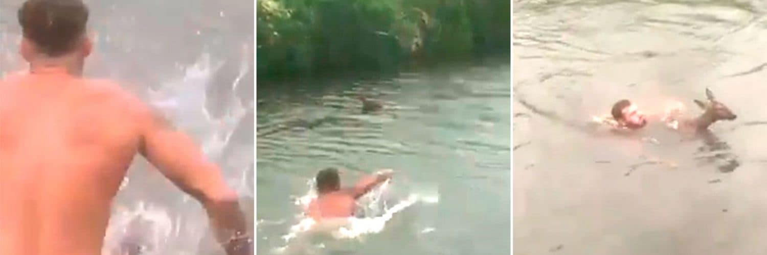 Se quitó la ropa y saltó a un río casi congelado para salvar a una pequeña cría de venado que se estaba ahogando