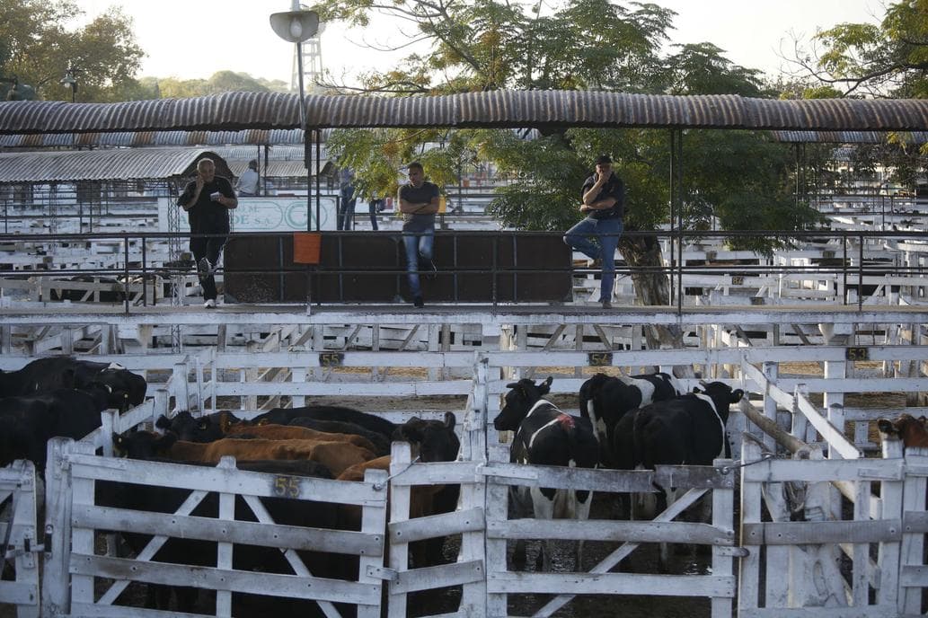 Por el paro general fue reducida la entrada de hacienda en el Mercado de Liniers