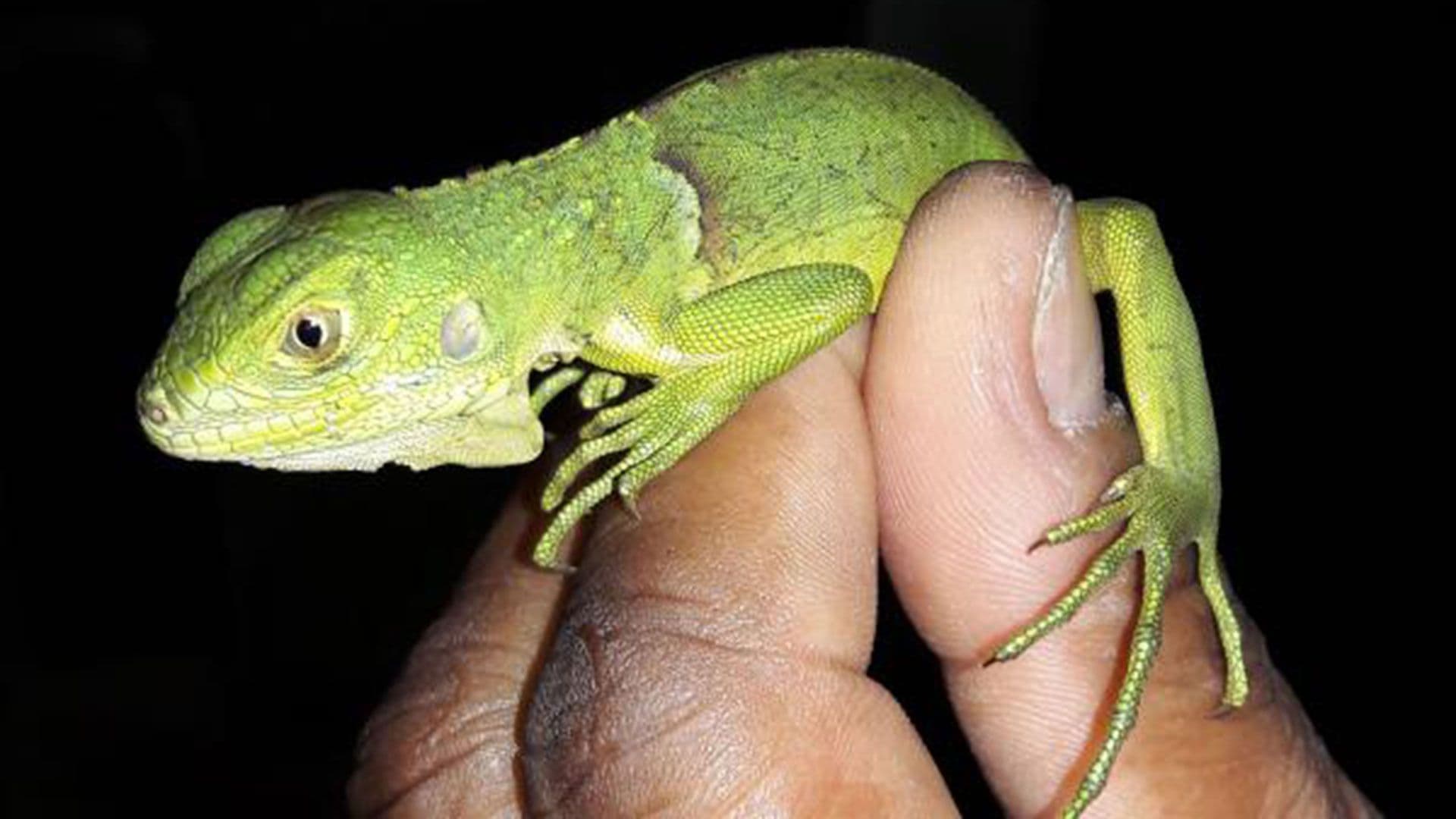 Viajaba con 174 animales silvestres metidos en una caja