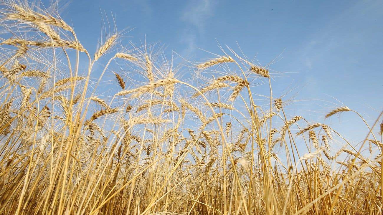 Las fuertes lluvias amenazan la cosecha de trigo argentino