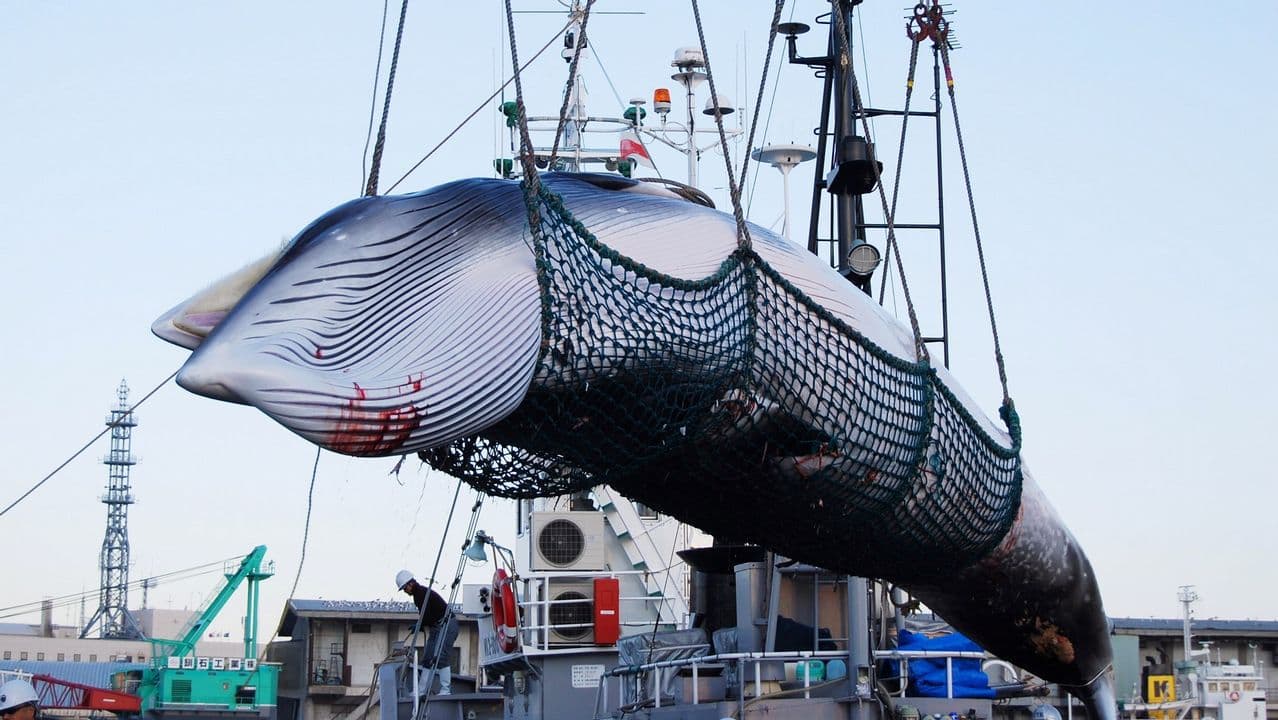 Japón vuelve oficialmente a la caza de ballenas después de 30 años de prohibición