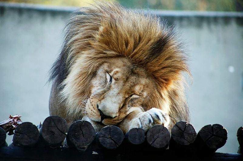 Tras dos años de espera, el león del Zoo Córdoba será trasladado a un santuario de grandes felinos en África