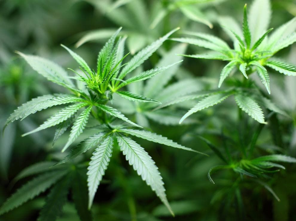 Francia aprobó la experimentación con cannabis terapéutico