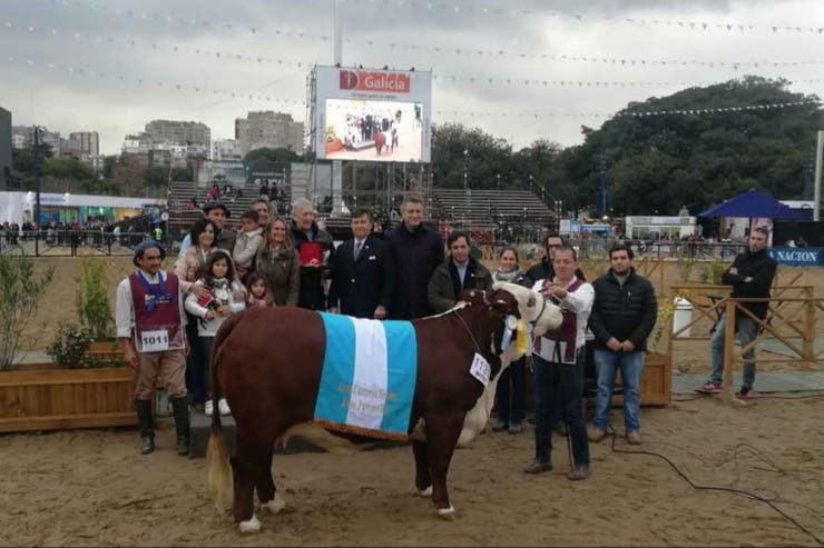 Exposición Rural. Pagaron $1,58 millones por el 50% del Gran Campeón Hembra Braford