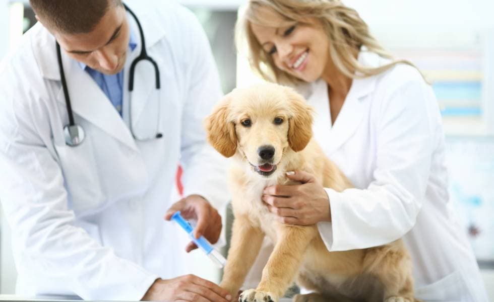 Por qué se celebra hoy el Día del veterinario