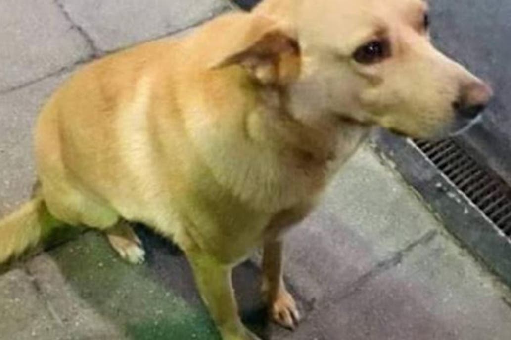 Indignante: ataron a un perro a una camioneta y lo arrastraron hasta matarlo