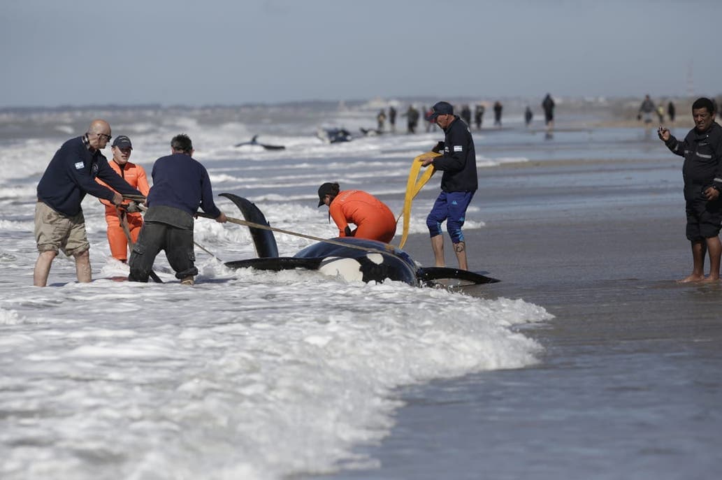 Mar Chiquita: rescataron a seis de las siete orcas que habían encallado, pero una murió