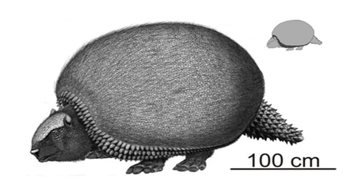 Gliptodonte: pescaban en un arroyo y encontraron un fósil de más de ocho mil años