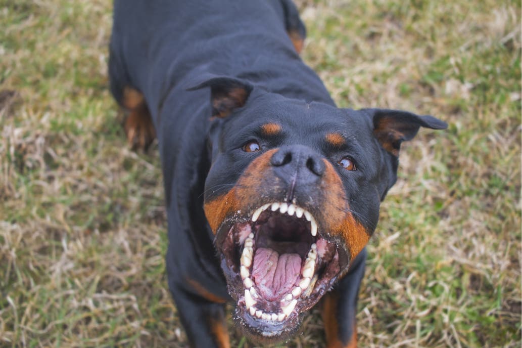 Una nena de 5 años fue atacada por un Rottweiler y sufrió hundimiento de cráneo