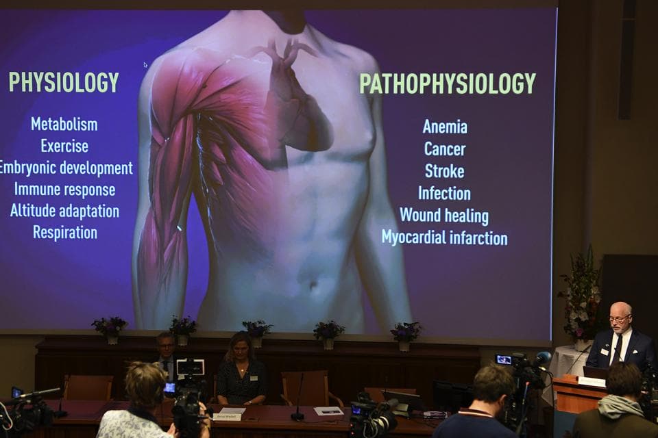 Premio Nobel de Medicina: por qué es importante la investigación de los ganadores
