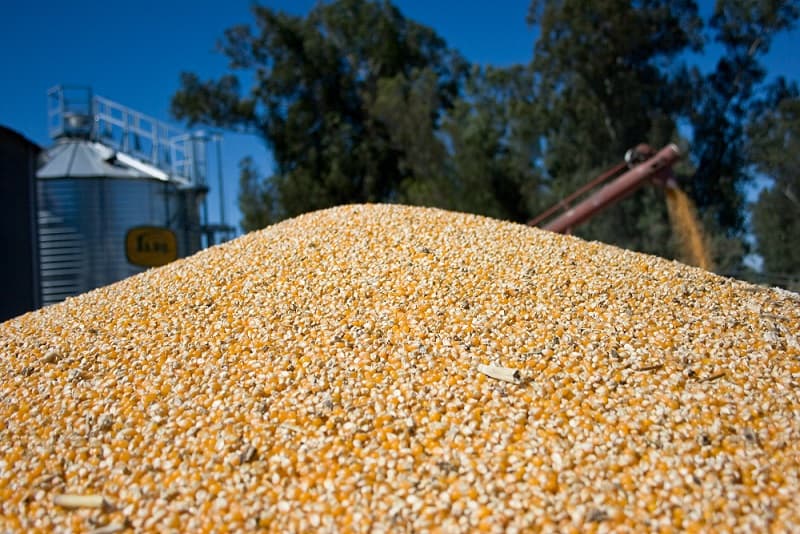 Se exportaron 24,9 millones de toneladas de maíz