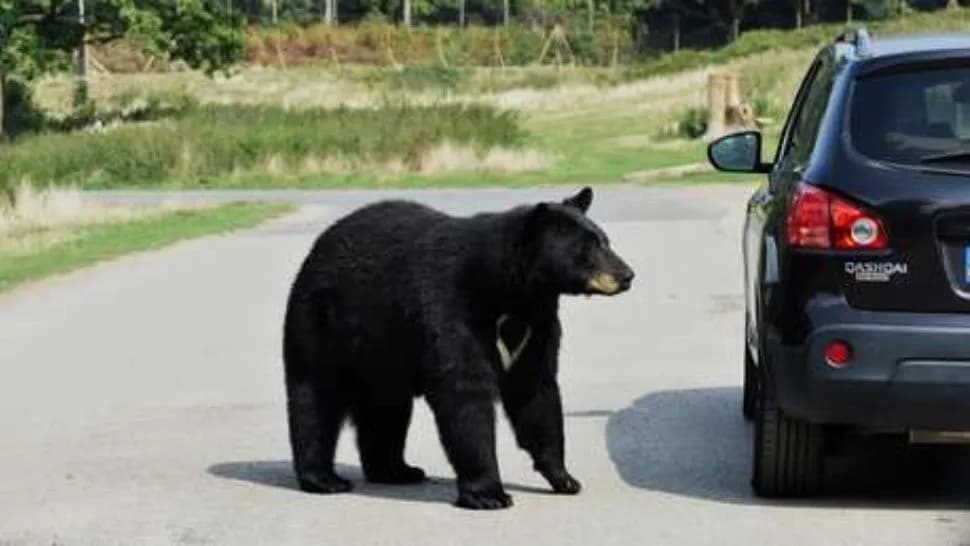 Oso «chorro» quiso robarse un auto y quedó filmado