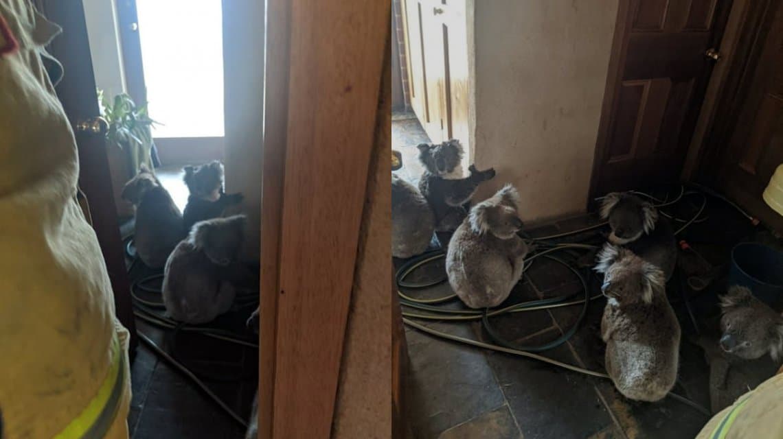 Una pareja rescató del fuego a seis koalas y los alojó en su casa: los encontraron abrazados por miedo