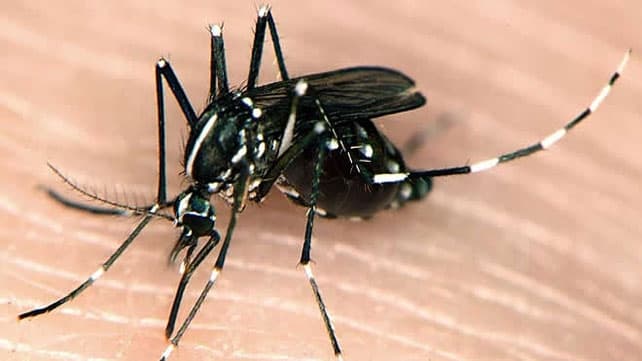 Prevención en centros turísticos para alertar sobre el chikungunya