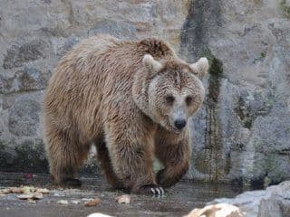 Liberarán a tres osos del zoológico de Córdoba: vivirán en un santuario de Arizona