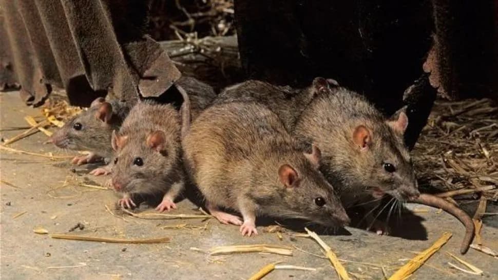Confirman un caso de hantavirus en Neuquén y aíslan a 22 personas