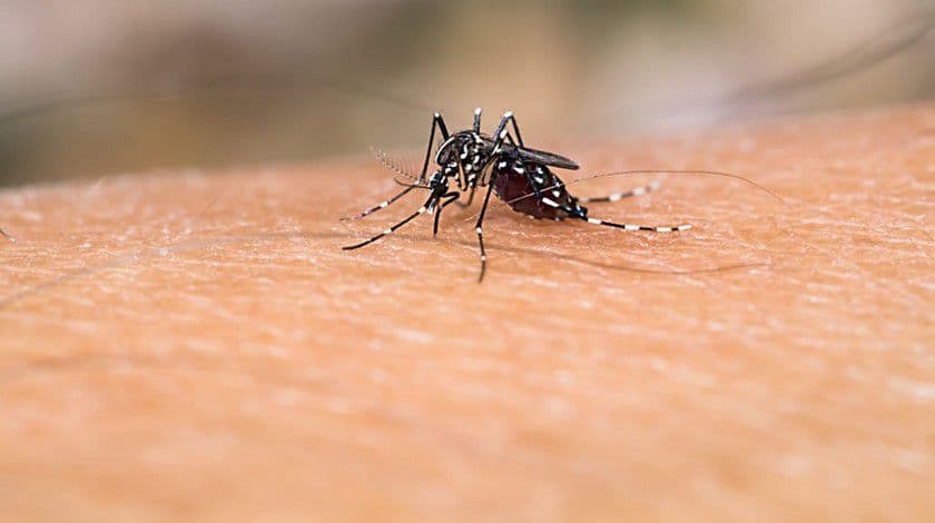 Dengue: primer muerto en Argentina en lo que va del año
