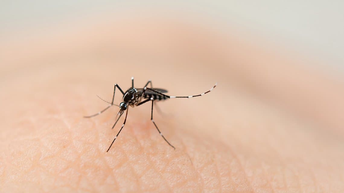 Provincia de Buenos Aires: ya son 152 los casos de dengue
