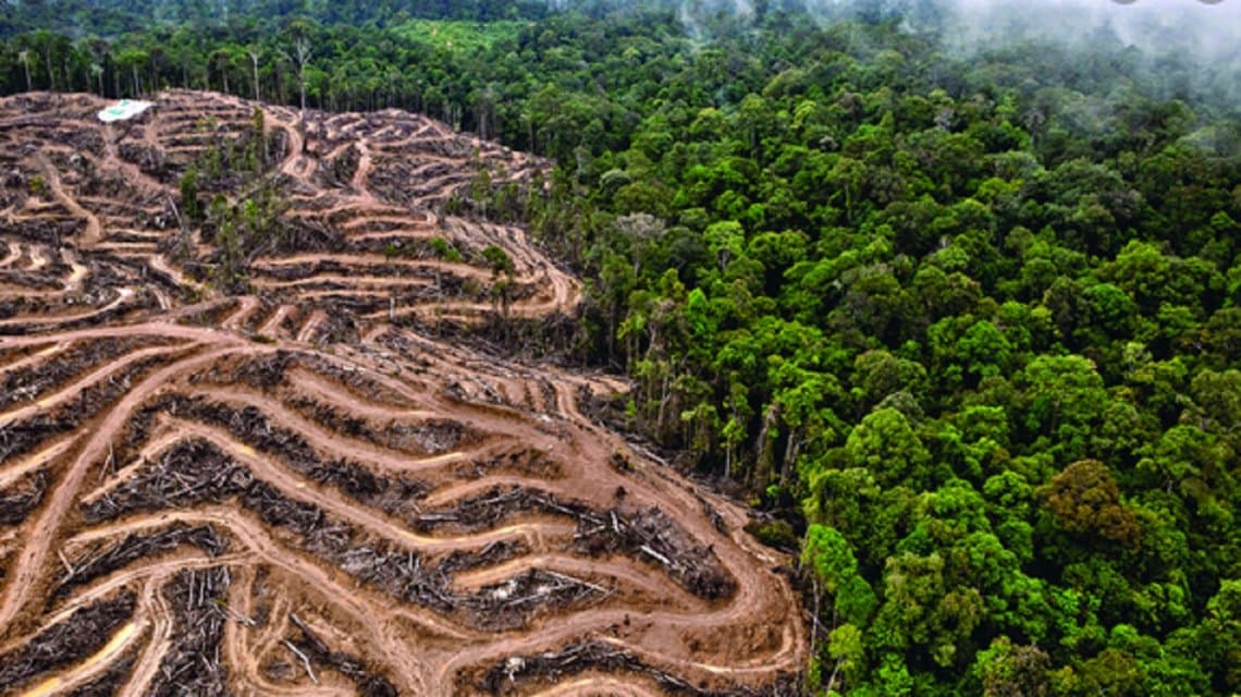 Coronavirus: por qué la destrucción ambiental fue clave para su expansión