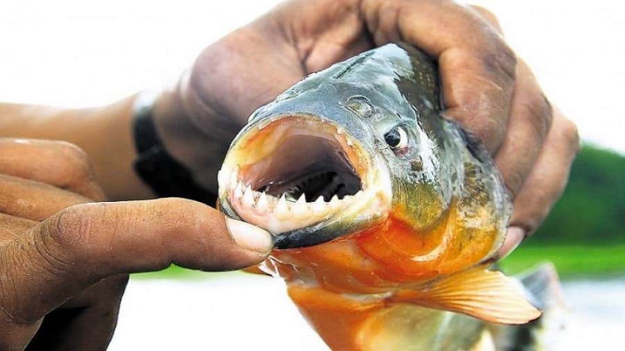 Volvieron las palometas: dos personas fueron mordidas en Misiones