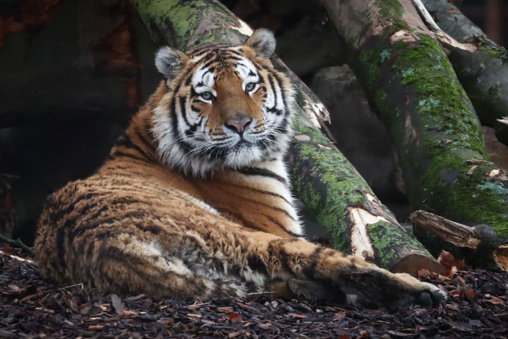 Una tigresa dio positivo por coronavirus en un zoológico de Nueva York